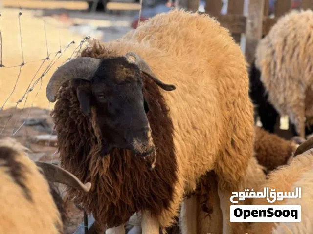 دبح وسلخ اضاحي عيد