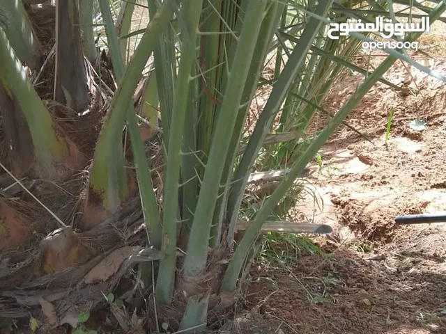 فسايل وفراخه طيبه