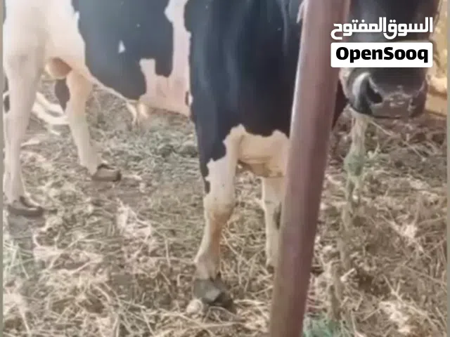 بيع ابقار نمساوي