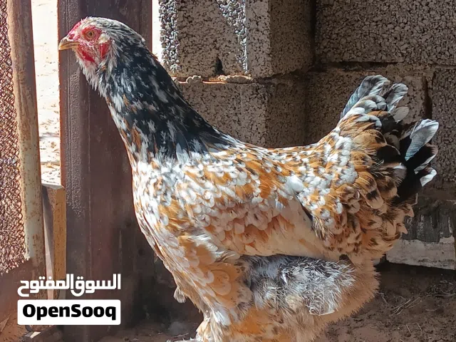 دجاجة براهما برسلان