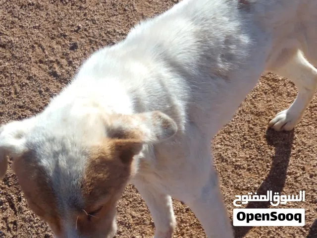 2 كلاب للبيع من نوعر بلدي ملقح بالرومي