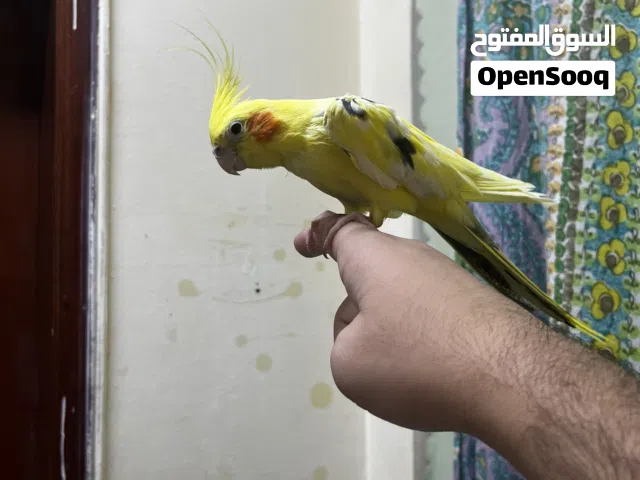 Very friendly and tamed cockatiels available for urgent