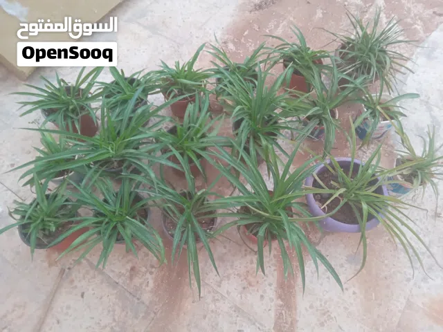 نبتات منزليه