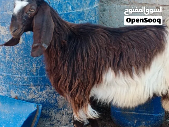 شعاري سخلات بعدهن أعمارهن 8 شهور تحت الفحل شكل ومنظر