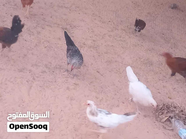 عتتيق دجاج ربي يبارك