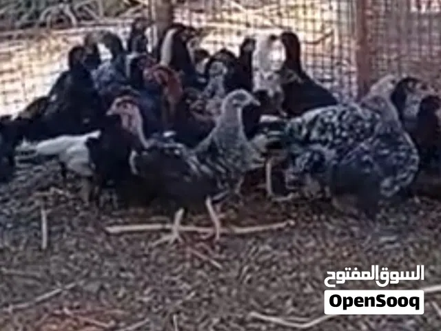 دواجن مهجنة مختلفة للبيع