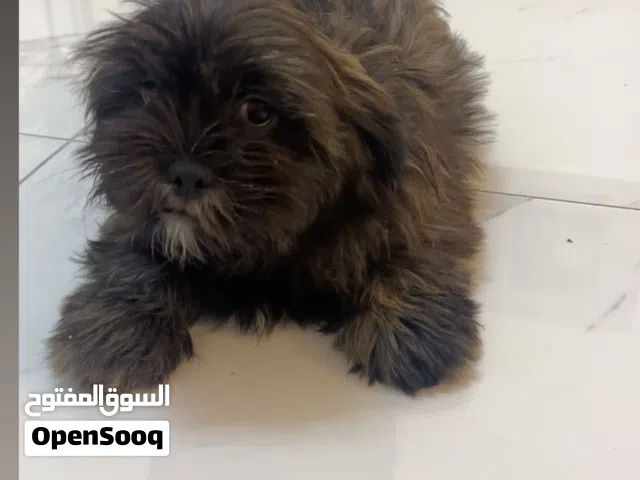 كلاب مكس شيتروز ومالتيز