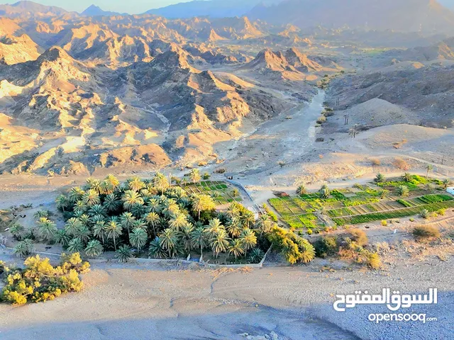 1 Bedroom Farms for Sale in Muscat Halban