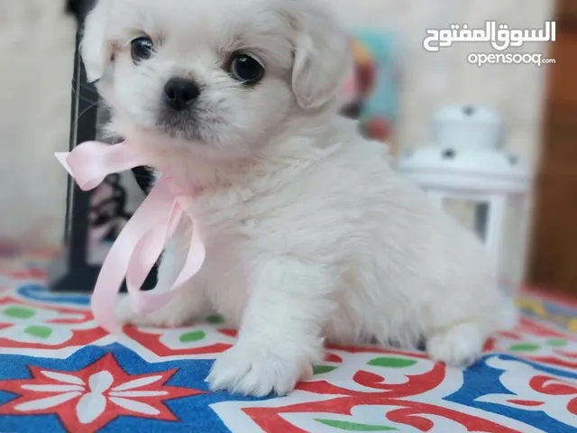 مني بيكنواه Xs الحجم القصير بيور