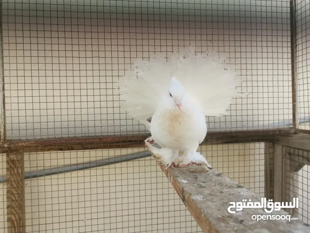 طيور حمام شماسي أنيق جدا للتربية والزينة واليف جدا جدا المجموعة كاملة 26 ريال