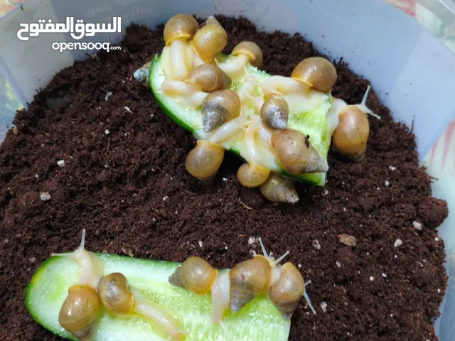 حلزون افريقي زوج الزغار الفين دينار والكبار زوج 20