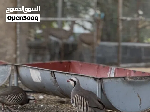 للبيع الحجل باكستاني  ثلاث حبات