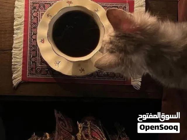 قطع نادرة. مميزة