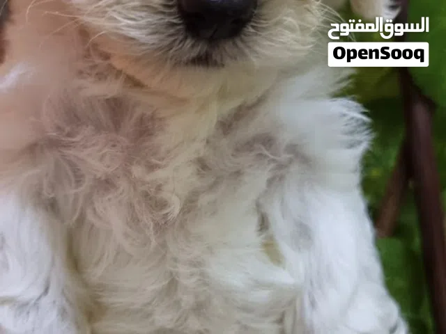 جرو ذكر وانثي توي مالتيبو ميكرو اللون بيج كريمي وابيض