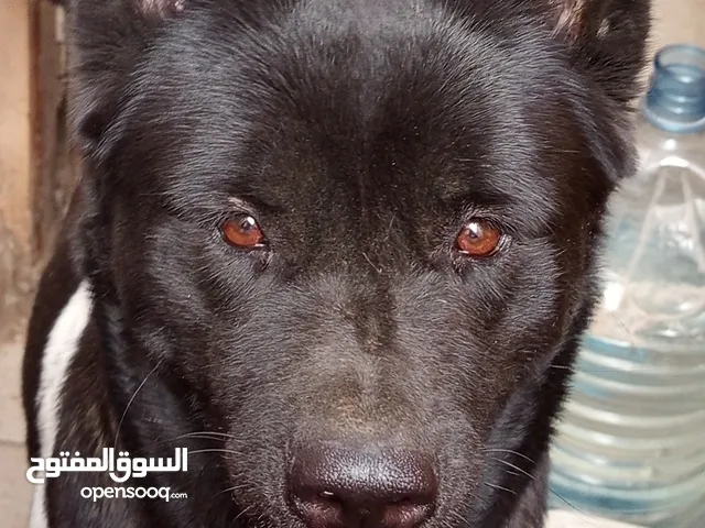 ولد وبنت اميركان اكيتا