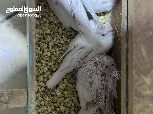فراخ كوكتيل البينو عيون حمر جاهزات لزق عددهن خمسه