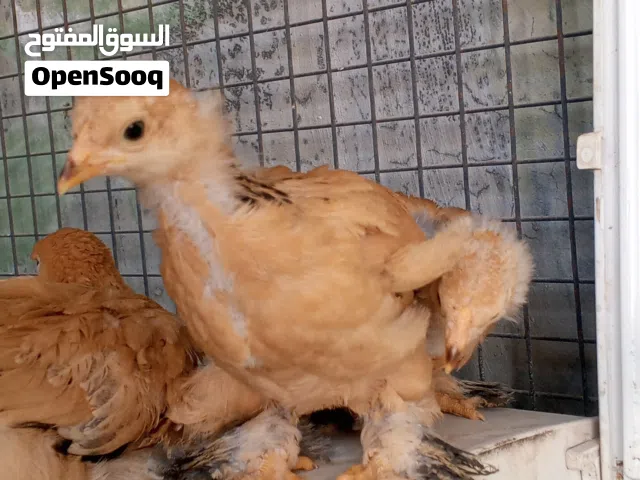 دجاج براهما بف احمر