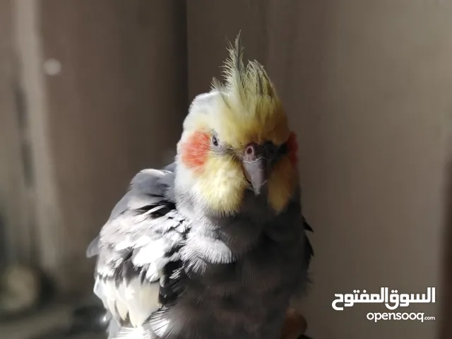 كوكتيل حبشي ذكر جاهز جامبو