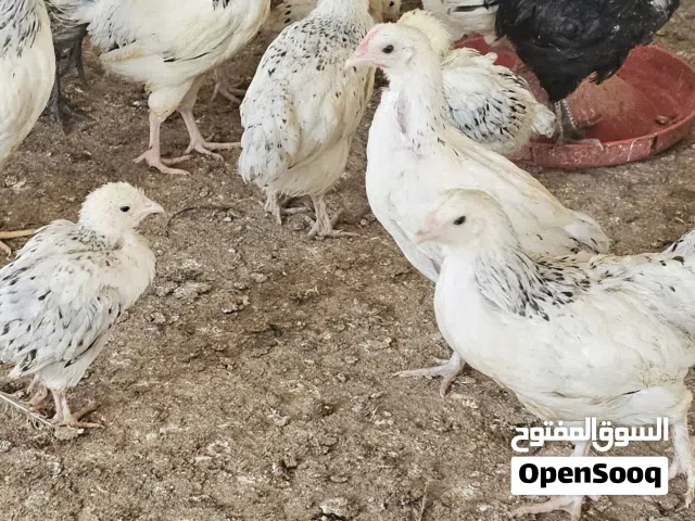 دجاج فرنسي والكوشن والبراهما والسمان