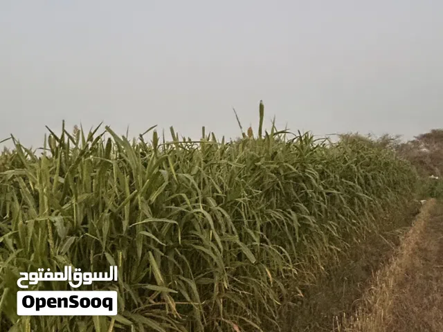 علف طعام حمراء