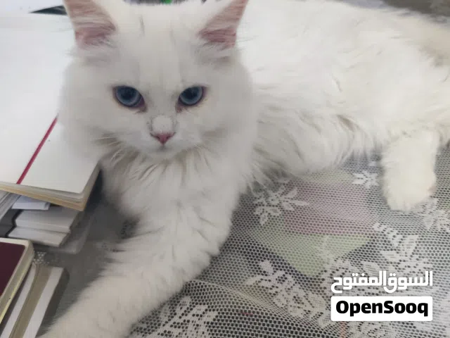 قطه انثى عمرها خمس شهور