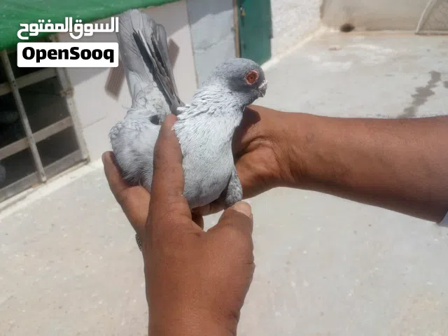 جواز حمام انظاف صحه للبيع في إربد
