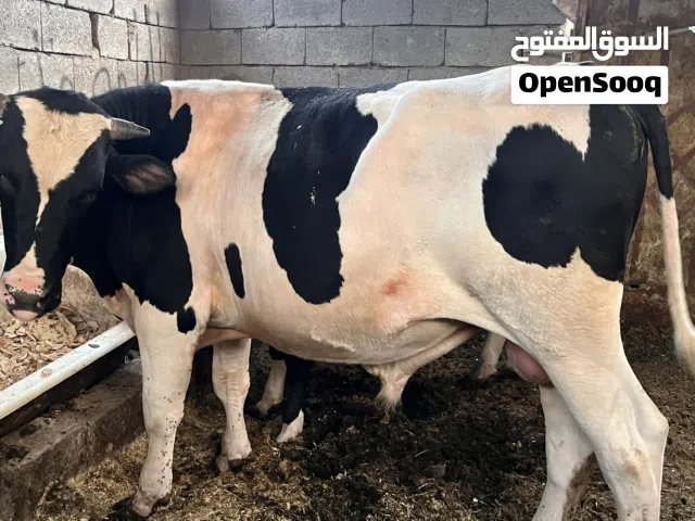 شوف الوصف ً