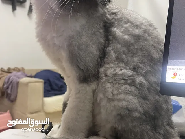 قطه انثى من ام راغدول واب شيرازي مهجن للبيع