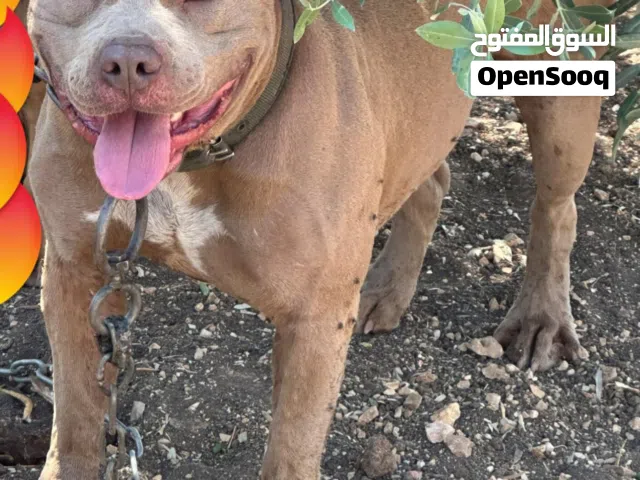 متاح متاح متاح ذكر بيتبول من اجمل المستويات  جمجمه ضخمه عضم عريض  الكلب منتج.