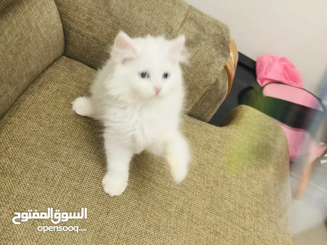 Kitten 50 days old for adoption