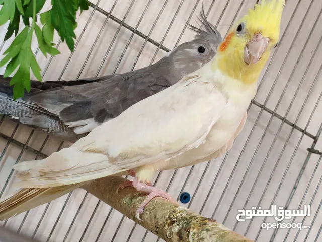 فحل لاتينو عين حمرة ابو فراخ كان اليف للبدل على فحل وايت فيس ابو فراخ مضمرن ومجرب