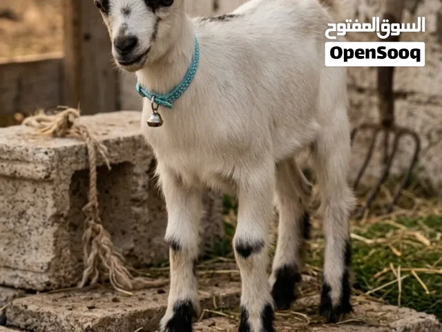 الماعز القزم