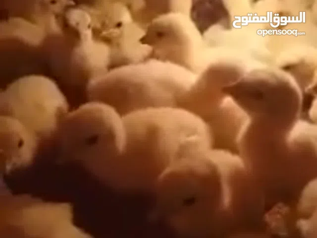 للبيع صيصان رومي