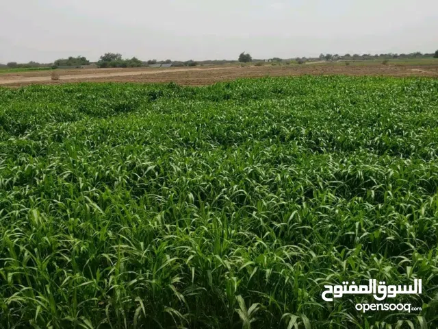 أراضي زراعيه