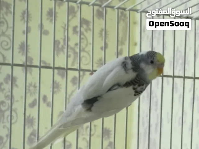 مطلوب كوكتيل اليف في البصره