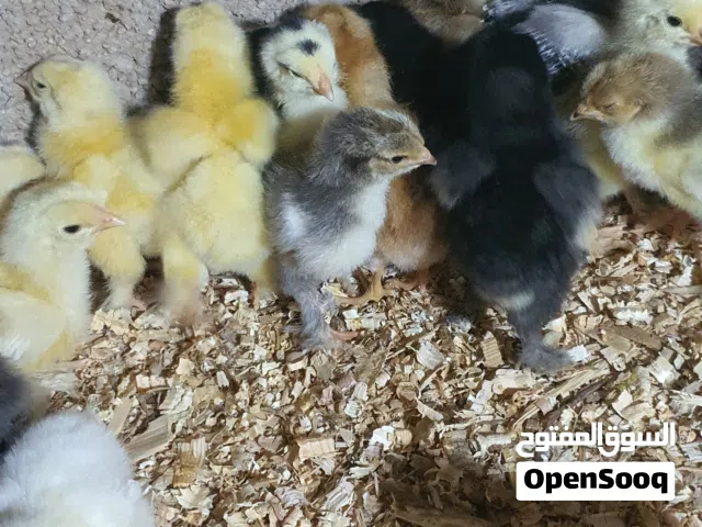 دحي ابراهما للبيع