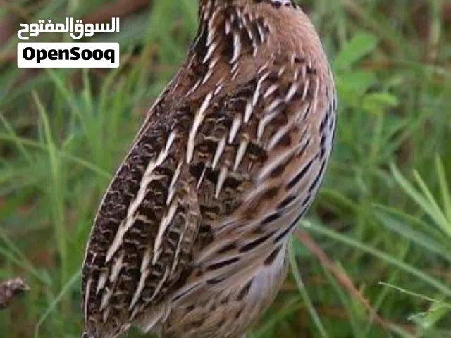 مطلوب سمان بسعر مناسب داخل الزبير