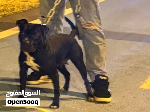 كلاب بيتبول للبيع