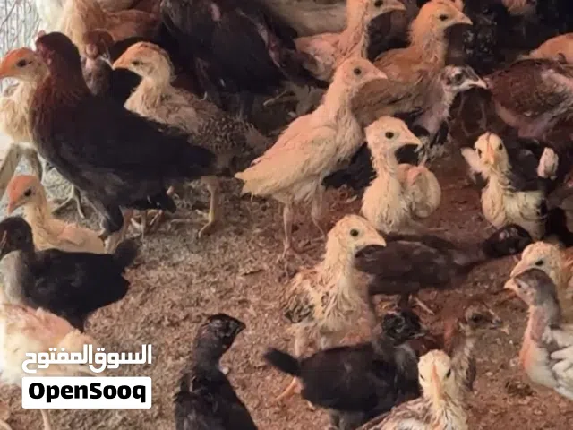 للبيع دجاج عماني