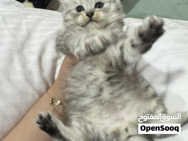 Boy and healthy good