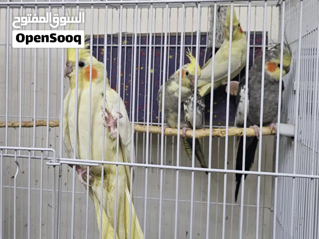 كوكتيلات اقرأ الوصف جيداً