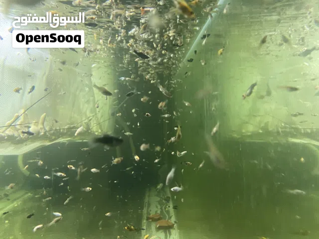 حوض اسماك مولي وقوبي