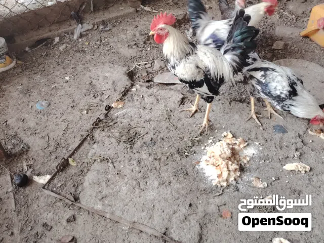 سلام عليكم 3ديوجه دندراوي  شوكي من رس فواتح يرجعن لبو هاجر  عمر 6اشهر جاي يصفن . تك