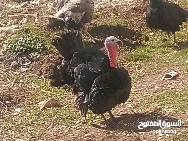 طقم حبس بسم الله ما شاء الله نخب النخب صحه ونضافه شغال 100/100 في منهم ثنتين طامات وحده ع 15 بيضه