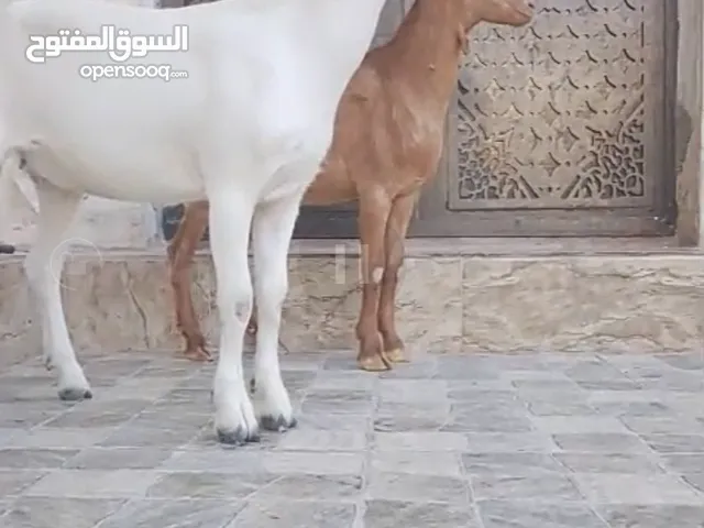 جدي وسخله قطري نخب النخب