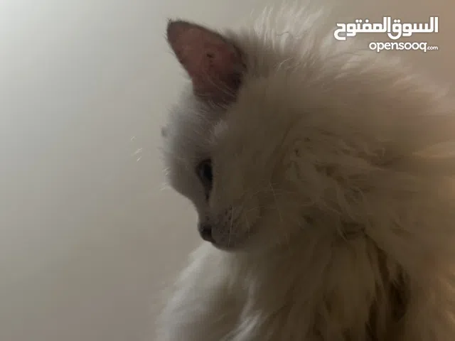 قطط للبيع ذكر وأنثى