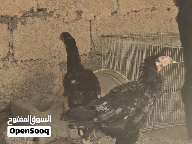 دجاج بكستاني اصلي