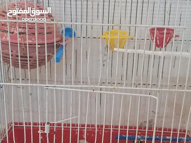 4طيور الجنه 2 ذكر 2 انثى(فناقس) مع 5 فراخ مع قفصين 30 دينار القفصين