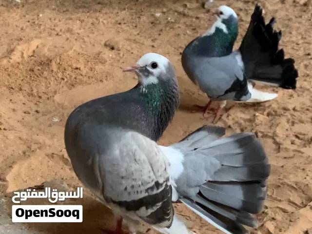 كوبية تونسي طرنبيط بأنتاجه