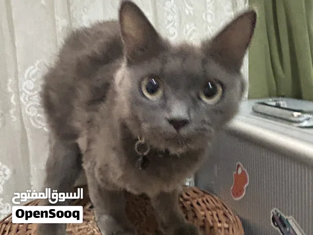 قطه روسي ازرق